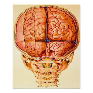 Hirnbasis und Meninges Lithograph Poster