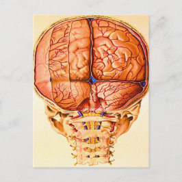 Hirnbasis und Meninges Lithograph Postkarte