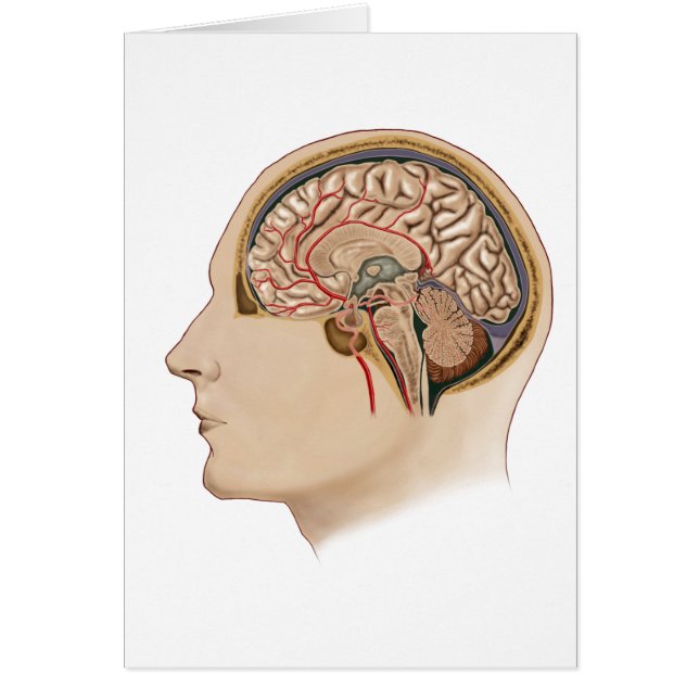 Hirnquerschnitt mit Arterien (Vorne)