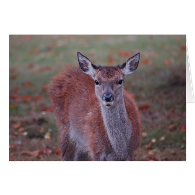 Hirsch (Vorderseite (Horizontal))