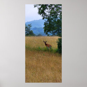 Hirsch auf einem Feld stehend Poster