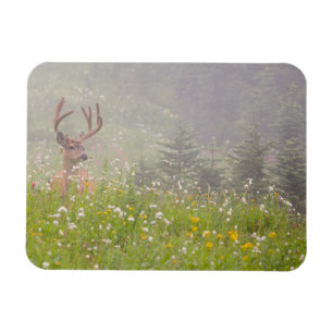Hirsch Bock   Mount Rainier Nationalpark Magnet
