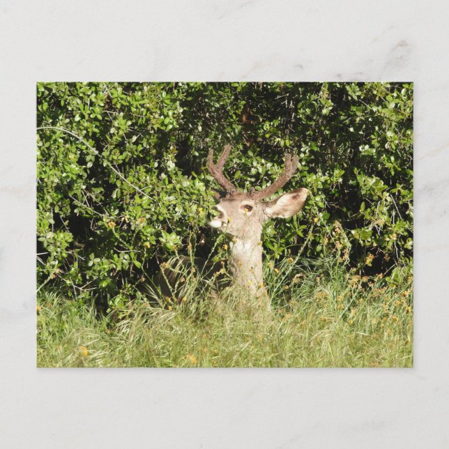 Hirsch, Buchse, Wildtiere, Postkarte (Vorderseite)