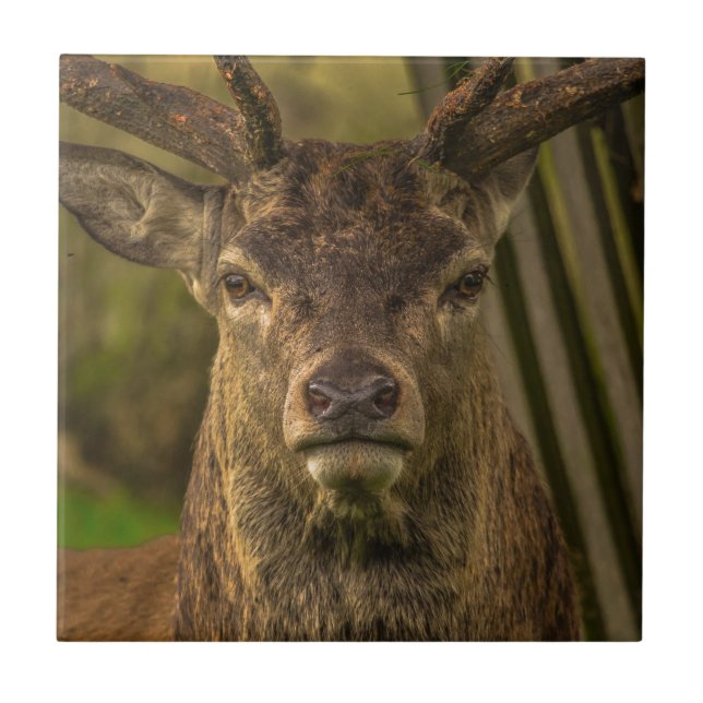 Hirsch Fliese (Vorderseite)