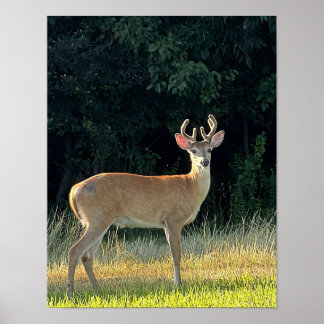 Hirsch Foto Poster
