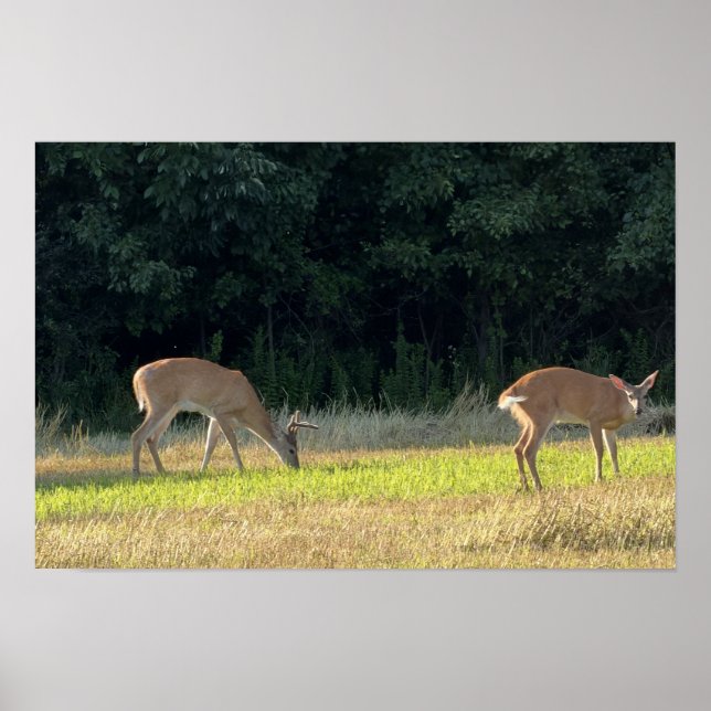 Hirsch-Foto-Poster Poster (Vorne)