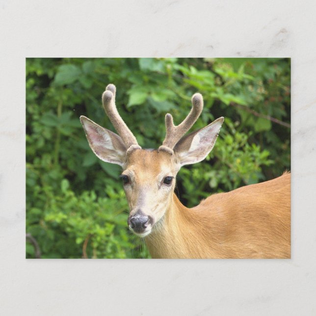 Hirsch-Foto-Postkarte Postkarte (Vorderseite)