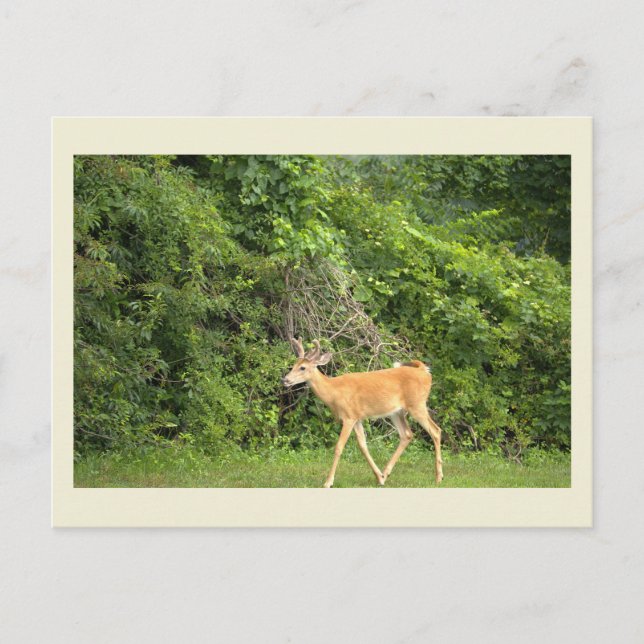 Hirsch-Foto-Postkarte Postkarte (Vorderseite)