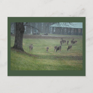 Hirsch-Foto-Postkarte Postkarte