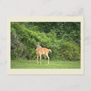 Hirsch-Foto-Postkarte Postkarte