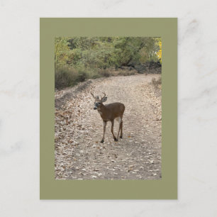Hirsch-Foto-Postkarte Postkarte