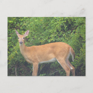 Hirsch-Foto-Postkarte Postkarte
