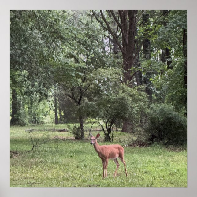 Hirsch im Park Poster (Vorne)