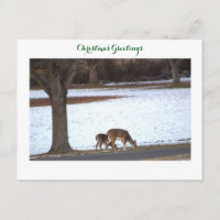 Hirsch im Schnee Foto Postkarte