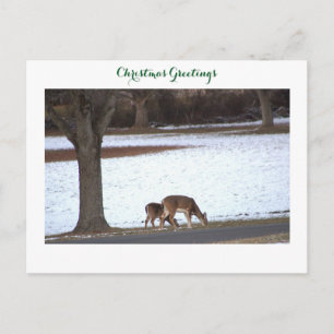 Hirsch im Schnee Foto Postkarte