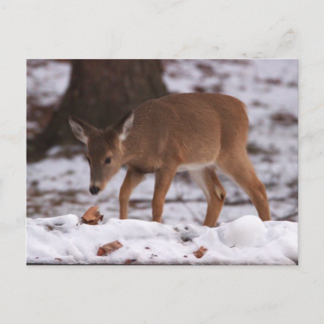 Hirsch im Schnee Postkarte (Vorderseite)