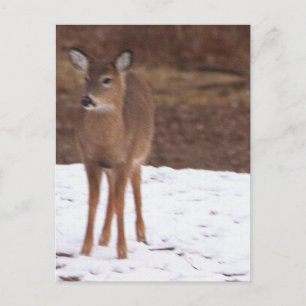 Hirsch im Schnee Postkarte