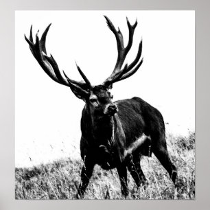 Hirsch in Hitze Poster