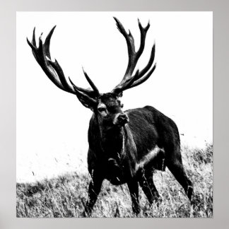 Hirsch in Hitze Poster