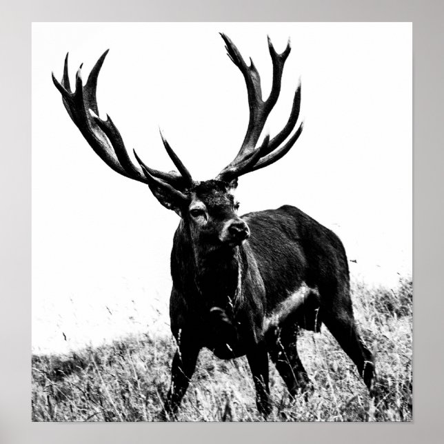 Hirsch in Hitze Poster (Vorne)