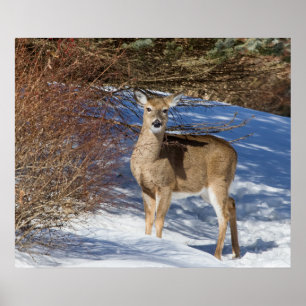 Hirsch mit Schnee und Brush Poster