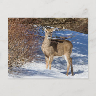 Hirsch mit Schnee und Brush Postkarte
