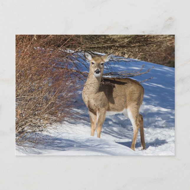 Hirsch mit Schnee und Brush Postkarte (Vorderseite)