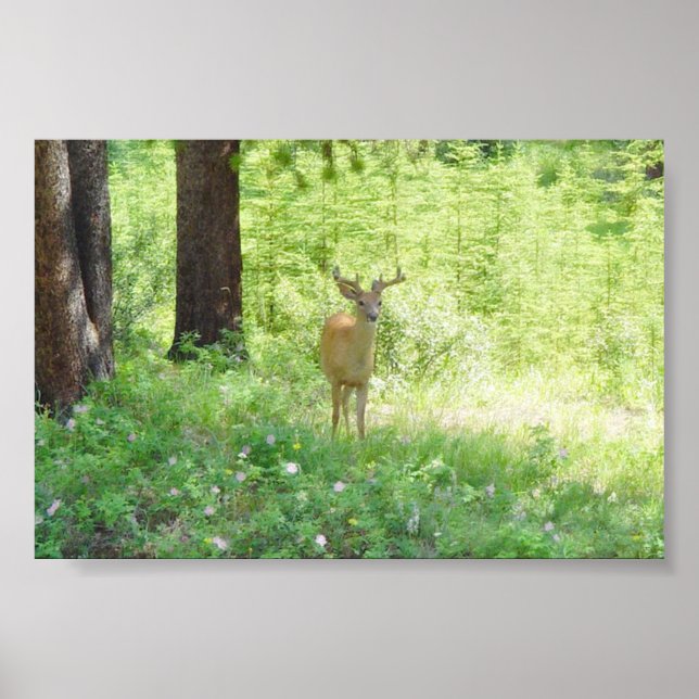 Hirsch Poster (Vorne)