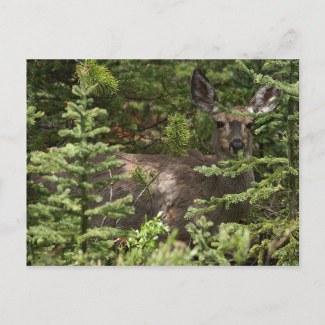 Hirsch Postkarte (Vorderseite)