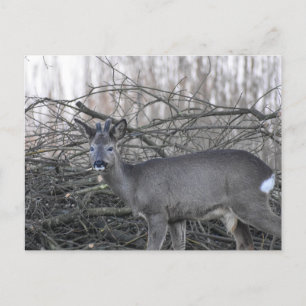 Hirsch Postkarte
