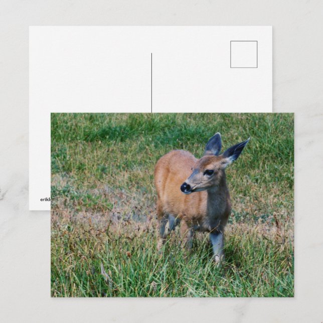 Hirsch Postkarte (Vorne/Hinten)