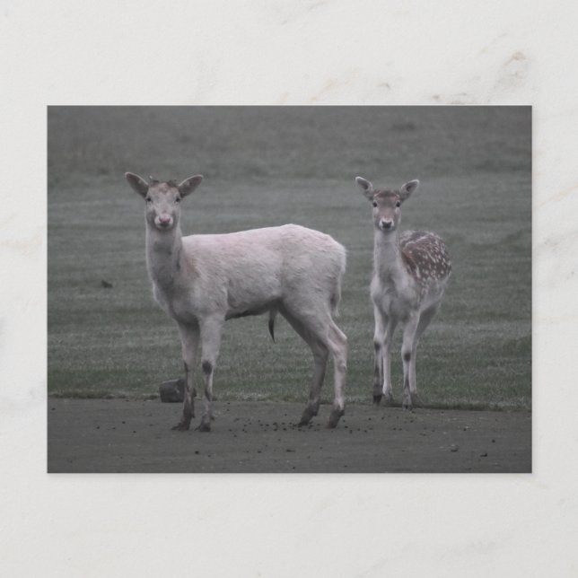 Hirsch Postkarte (Vorderseite)