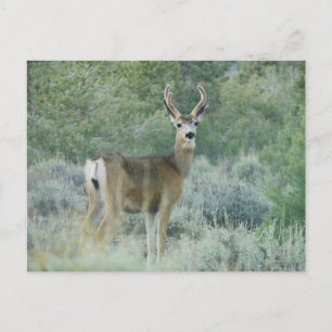 Hirsch Postkarte