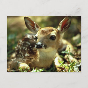 Hirsch Postkarte