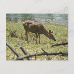 Hirsch Postkarte