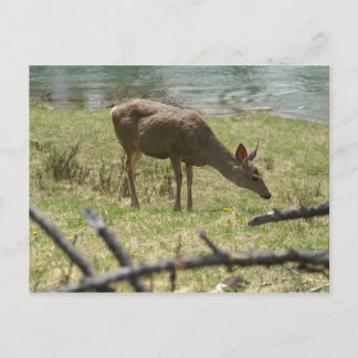 Hirsch Postkarte