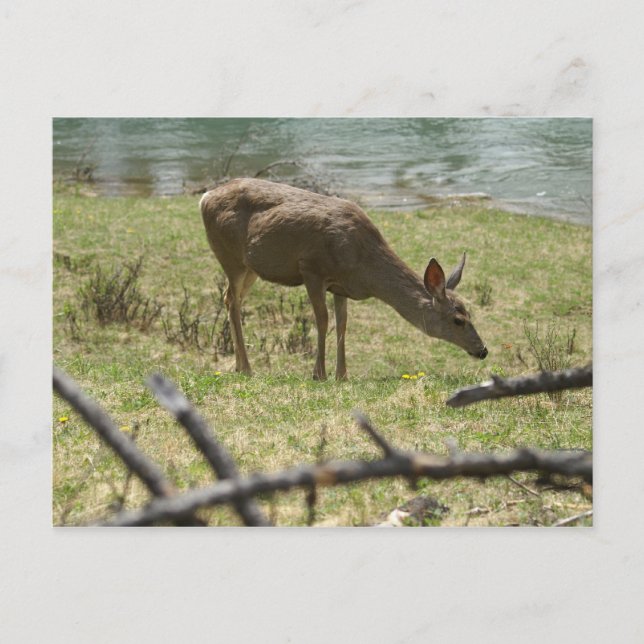 Hirsch Postkarte (Vorderseite)