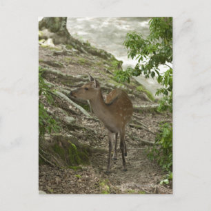 Hirsch Postkarte