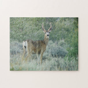 Hirsch Puzzle