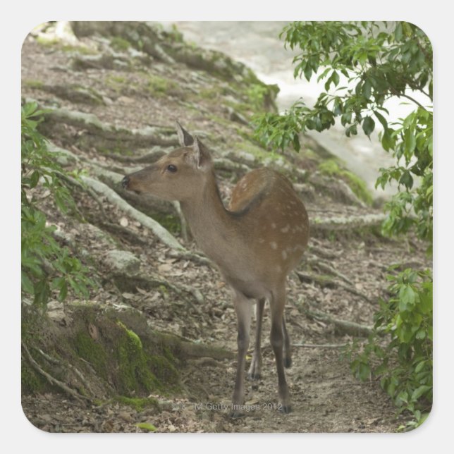 Hirsch Quadratischer Aufkleber (Vorderseite)