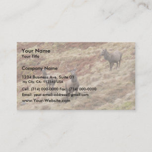 Hirsch-Rotwild in Glencoe Visitenkarte