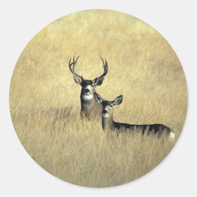 Hirsch Runder Aufkleber (Vorderseite)