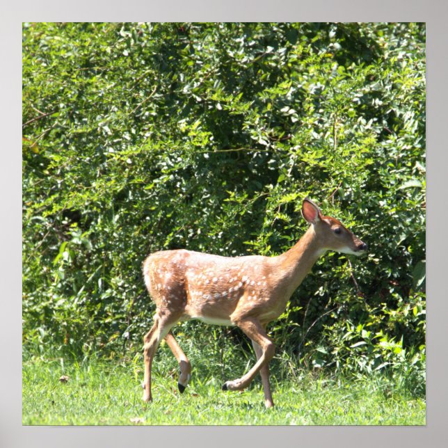 Hirsch Running Foto Poster (Vorne)