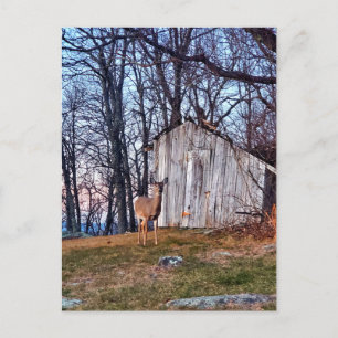 Hirsch Stehend in der Nähe eines Schuhs Postkarte