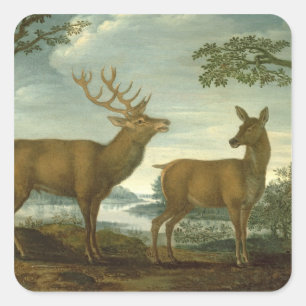 Hirsch und Hinter in einer bewaldeten Landschaft Quadratischer Aufkleber
