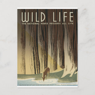 Hirsch und Stream Postkarte