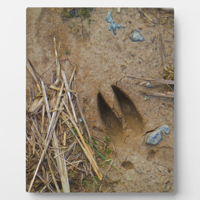 Hirschbahn Fotoplatte (Vorderseite)