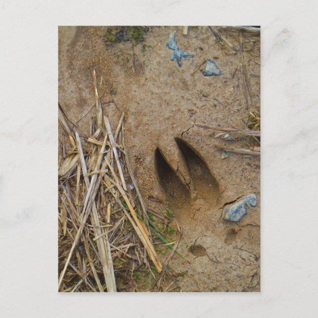 Hirschbahn Postkarte (Vorderseite)