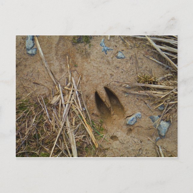 Hirschbahn Postkarte (Vorderseite)