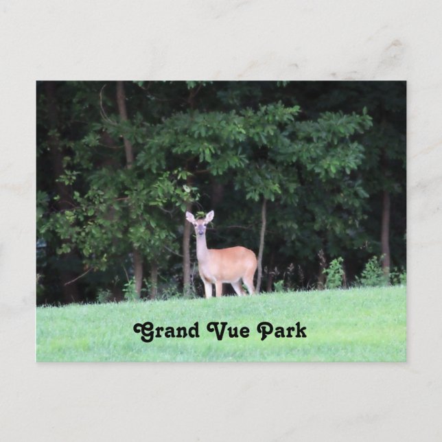 Hirsche am Grand Vue Park Postkarte (Vorderseite)